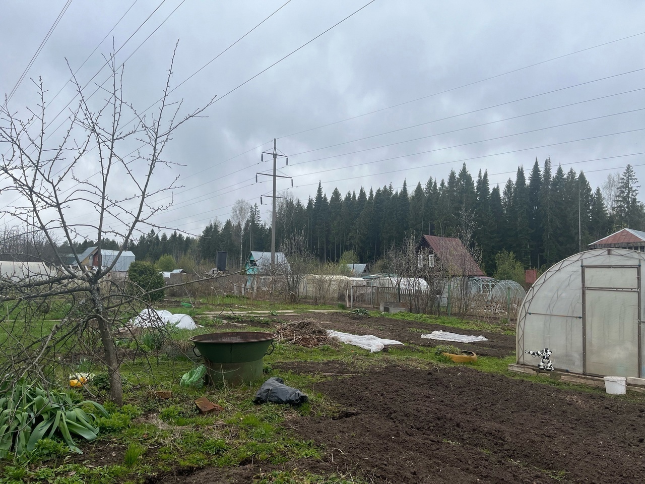 Рожь, горчицу, овес не использую, улучшаю почву иначе: с этим сидератом и "дубовый" грунт станет пушинкой — пора сеять