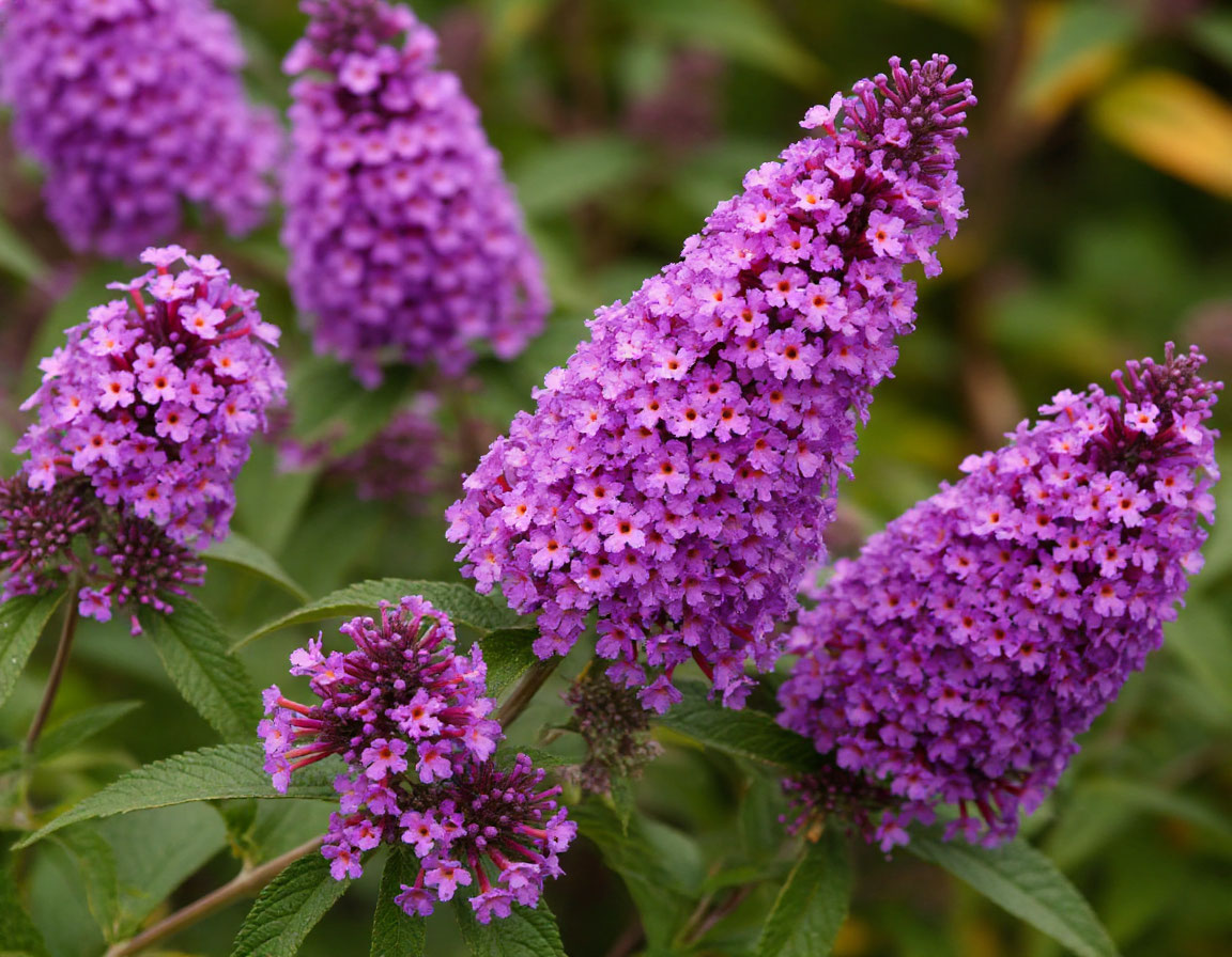 Этот дивный многолетник - суперзвезда в саду: цветет яркими лиловыми гроздьями и пахнет свежим медом на всю улицу